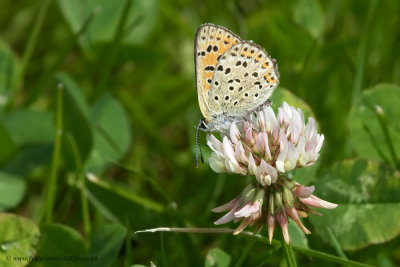 Sooty Copper