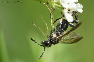 Sawfly