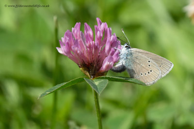 Mazarine Blue