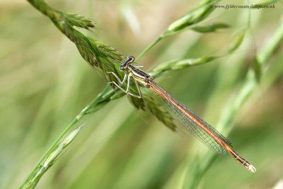 Orange Featherleg