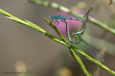 Dainty Damselflies - a mating pair