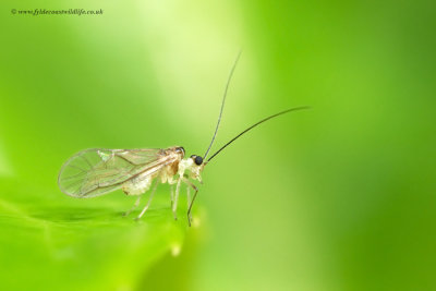 a little midge type thingy