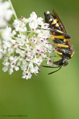 Sawfly or maybe a Digger Wasp??