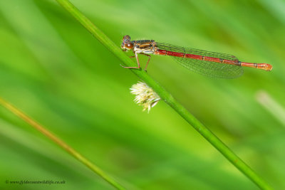 Small Red Damselfly