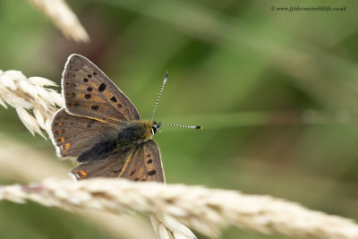 Sooty Copper