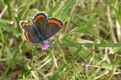 Brown Argus (I think?)