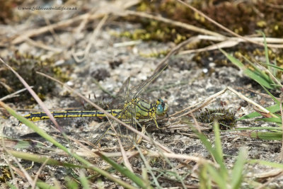 Western Clubtail