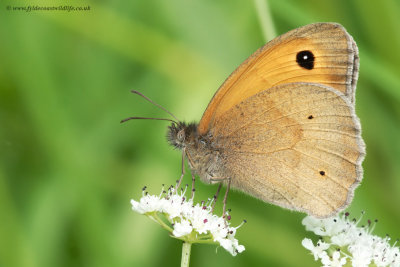 Meadow Brown