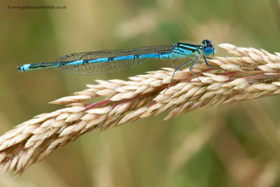 not sure re. this one, possibly Northern Damselfly - Coenagrion hastulatum??