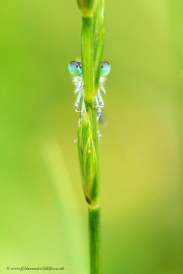 Dainty Damselfly