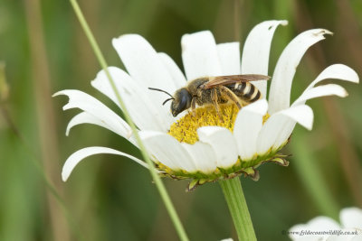 possibly Halictus scabiosae