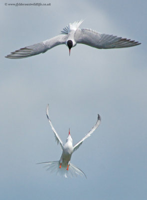 Common Terns