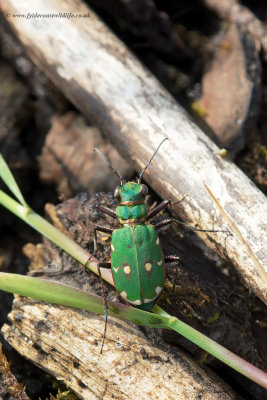 Green Tiger Beetle