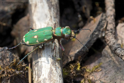 Green Tiger Beetle