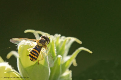 Hoverfly - female Sphaerophoria species