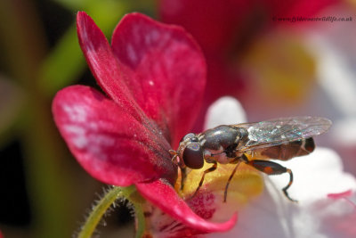 Hoverfly - Syritta pipiens