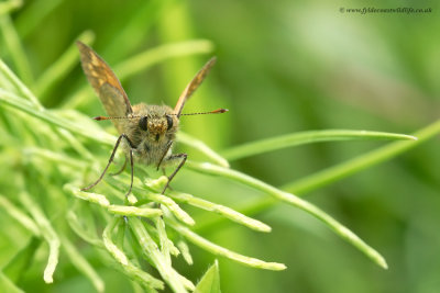 Large Skipper