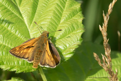 Large Skipper