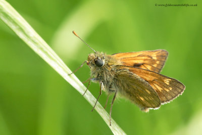 Large Skipper