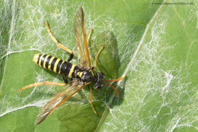 Figwort Sawfly