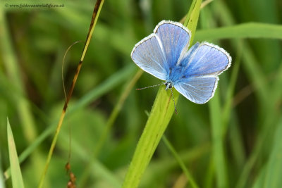 Common Blue