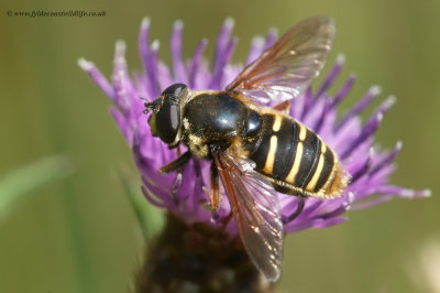 Common Bog Hoverfly