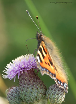 Small Tortoiseshell