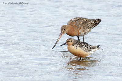 Knot - with a Black-tailed Godwit for company