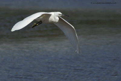 Little Egret