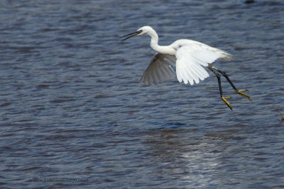 Little Egret