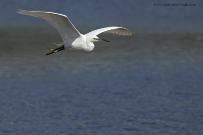 Little Egret