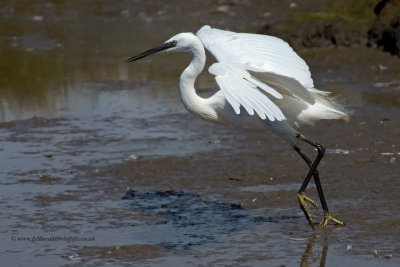 Little Egret