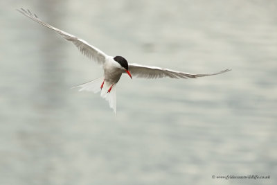 Common Tern