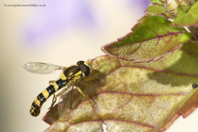 Hoverfly - SHOT 2 of 6