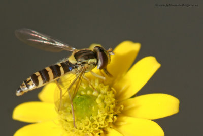 Hoverfly - SHOT 1 of 6