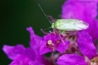 Common Green Capsid Bug