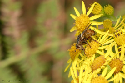 Tachinid fly