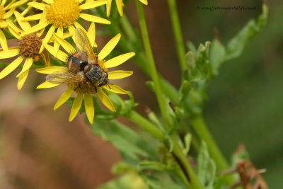 Tachinid fly