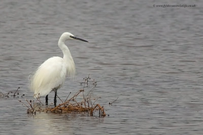 Little Egret