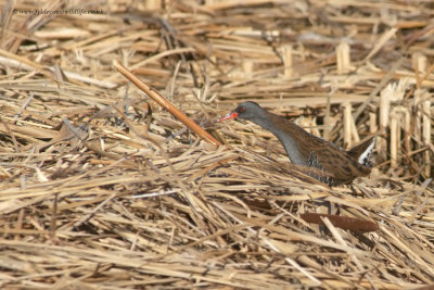 Water Rail