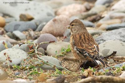 Linnet