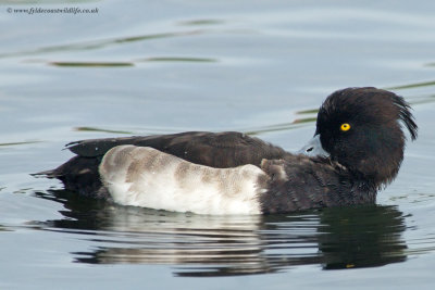 Tufted Duck
