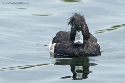 Tufted Duck & Scaup
