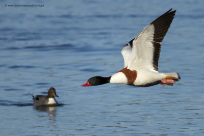 Shelduck