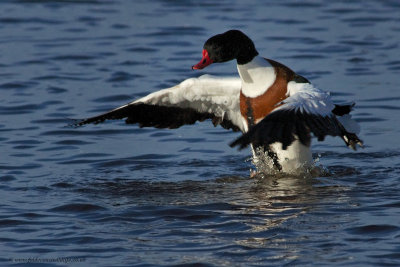 Shelduck