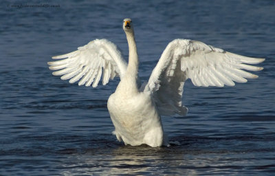 Whooper Swan