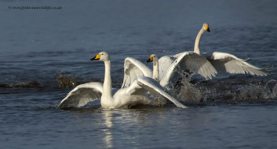 Whooper Swan