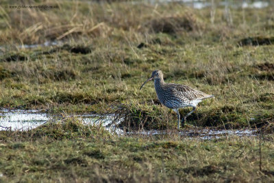 Curlew & Whimbrel