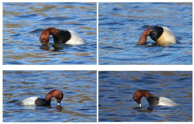 Pochard