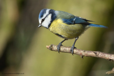 Blue Tit